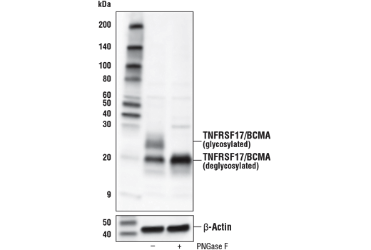 Western Blotting Image 1: TNFRSF17/BCMA (E6D7B) Rabbit mAb (BSA and Azide Free)