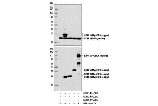 Western Blotting Image 3: UCHL1 (D3T2E) XP<sup>®</sup> Rabbit mAb (Biotinylated)