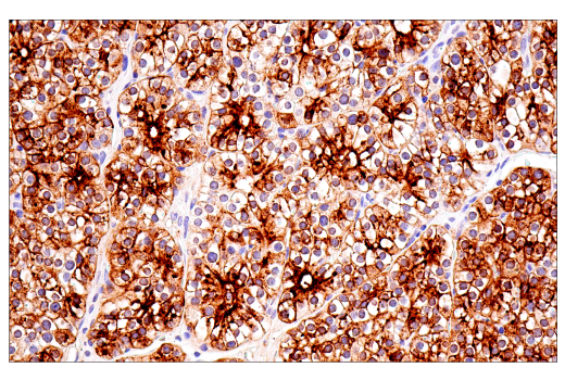 Immunohistochemistry Image 1: CHGA (5H7) Mouse mAb