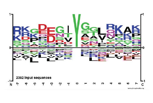 PTMScan® Phospho-Tyrosine Rabbit mAb (P-Tyr-1000) Kit: Image 1