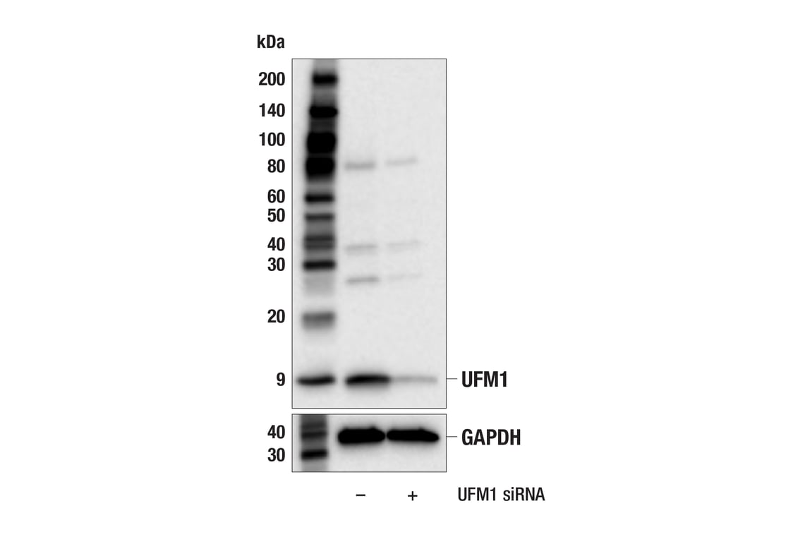 Western Blotting Image 2: UFM1 (F9J1A) Rabbit mAb