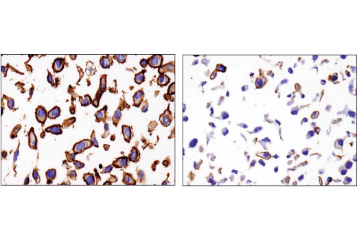 Immunohistochemistry Image 1: Na,K-ATPase α1 (D4Y7E) Rabbit mAb
