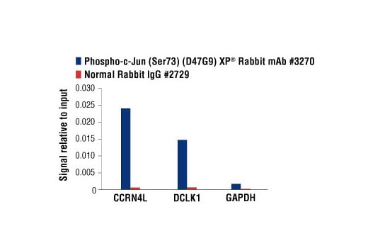 undefined Image 20: PhosphoPlus<sup>®</sup> c-Jun (Ser73) Antibody Duet