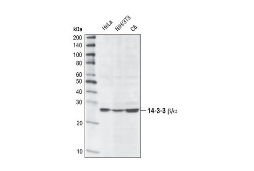 undefined Image 6: 14-3-3 Family Antibody Sampler Kit