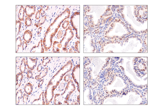 Immunohistochemistry Image 1: Notch2 (D76A6) XP<sup>®</sup> Rabbit mAb (BSA and Azide Free)