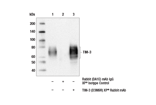 Immunoprecipitation Image 1: TIM-3 (D3M9R) XP<sup>®</sup> Rabbit mAb