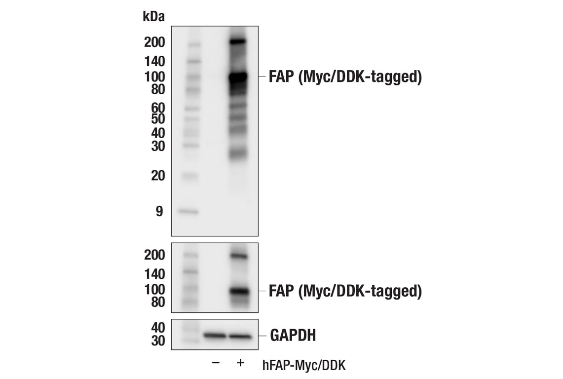 Western Blotting Image 2: FAP (F1A4G) Rabbit mAb (BSA and Azide Free)