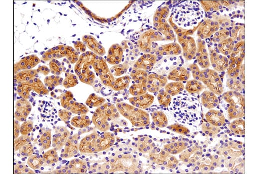 Immunohistochemistry Image 1: Bax (D3R2M) Rabbit mAb (BSA and Azide Free)