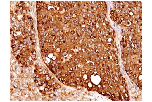 Immunohistochemistry Image 3: Clusterin (D7N2K) XP<sup>®</sup> Rabbit mAb