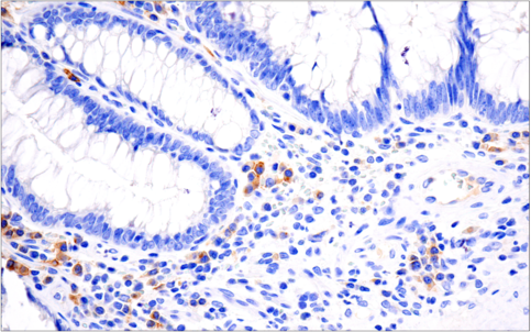 使用 CD19 (Intracellular Domain) (D4V4B) XP<sup>®</sup> Rabbit mAb 对石蜡包埋的人扁桃体细胞进行免疫组织化学分析。