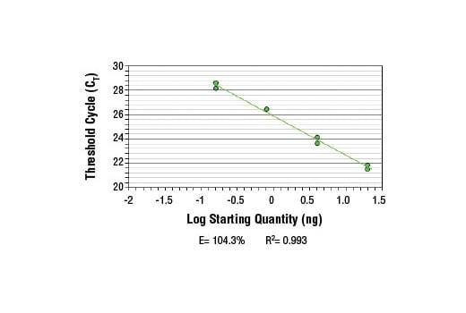 Chromatin Immunoprecipitation Image 1: SimpleChIP<sup>®</sup> Mouse NQO1 Promoter Primers