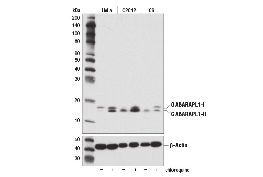 Western Blotting Image 2: GABARAPL1 (D5R9Y) XP<sup>®</sup> Rabbit mAb