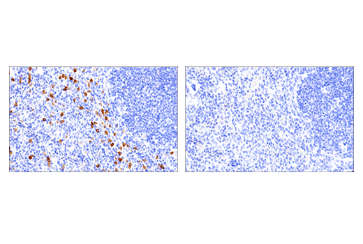 Immunohistochemistry Image 1: NK1.1/CD161 (E6Y9G) Rabbit mAb