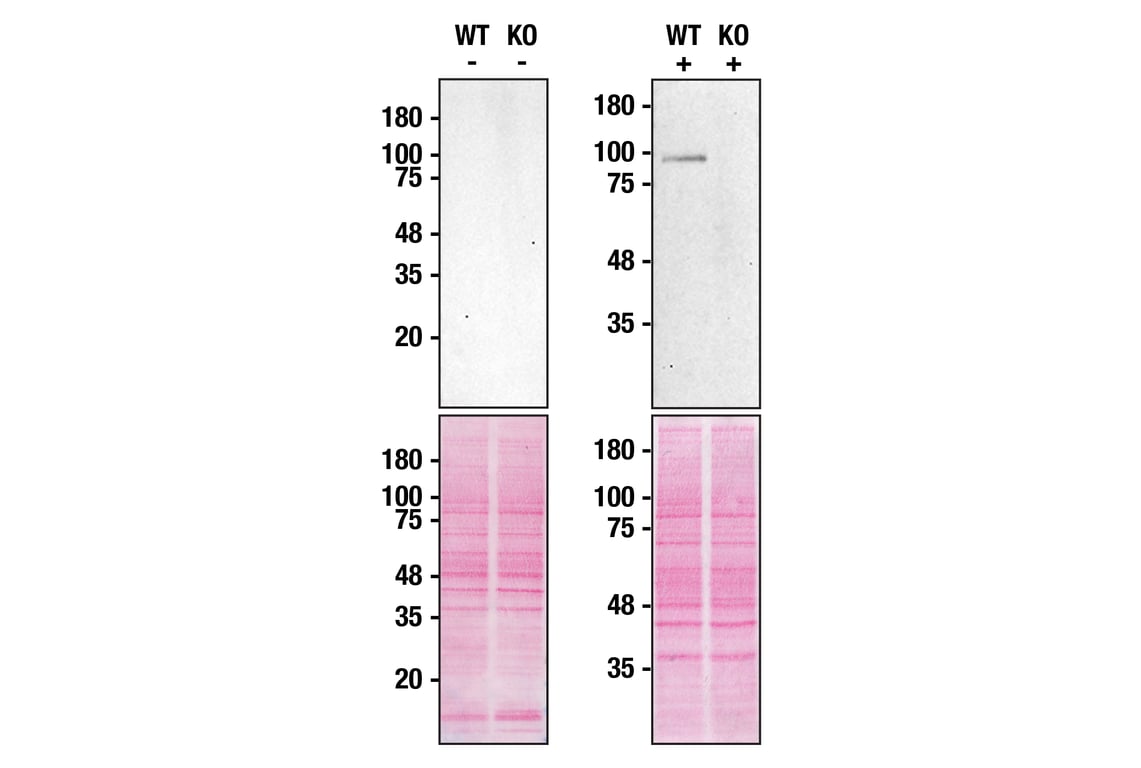 Western Blotting Image 3: Cyclin F (D9K2U) Rabbit mAb
