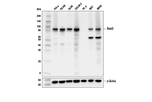 Western Blotting Image 1: Stat3 (D1B2J) Rabbit mAb (BSA and Azide Free)