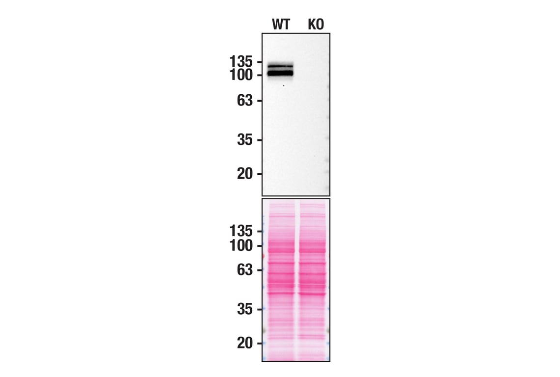 Western Blotting Image 2: APP (E8B3O) XP<sup>®</sup> Rabbit mAb