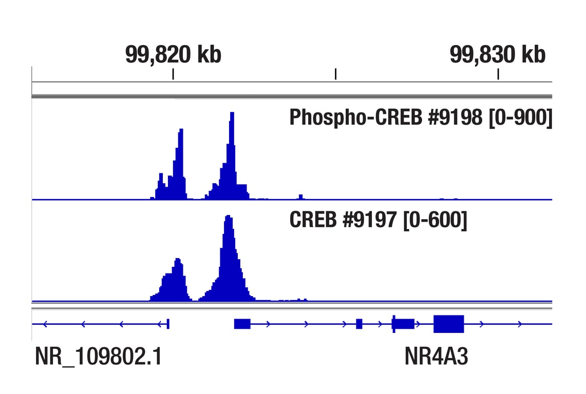 undefined Image 22: Cannabinoid Receptor 1 Downstream Signaling Antibody Sampler Kit
