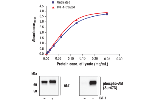 ELISA Image 1: FastScan<sup>™</sup> Total Akt1 ELISA Kit