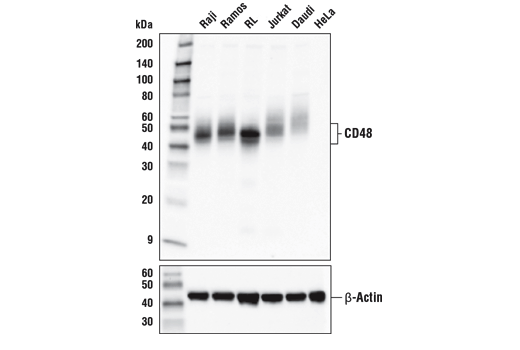 Western Blotting Image 1: CD48 (D7L8I) XP<sup>®</sup> Rabbit mAb (BSA and Azide Free)