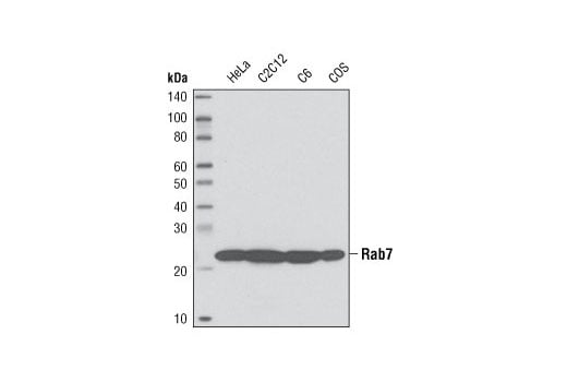 Western Blotting Image 1: Rab7 (D95F2) XP<sup>®</sup> Rabbit mAb