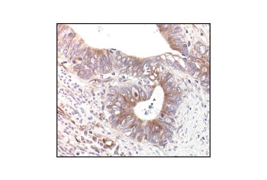 Immunohistochemistry Image 2: α/β-Tubulin Antibody