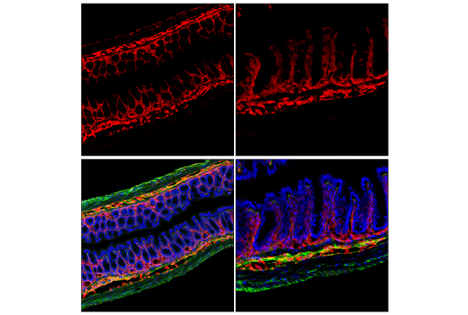 Immunofluorescence Image 3: CD34 (E2J1K) Rabbit mAb