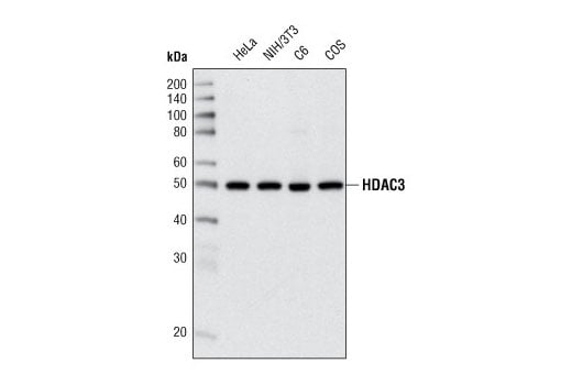 Western Blotting Image 2: HDAC3 (7G6C5) Mouse mAb
