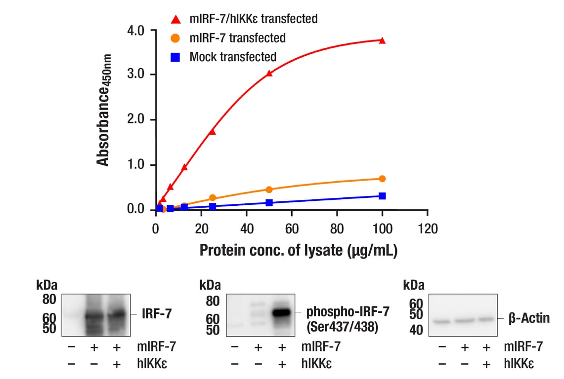 ELISA Image 1: PathScan<sup>®</sup> RP Phospho-IRF-7 (Ser437/438) Sandwich ELISA Kit