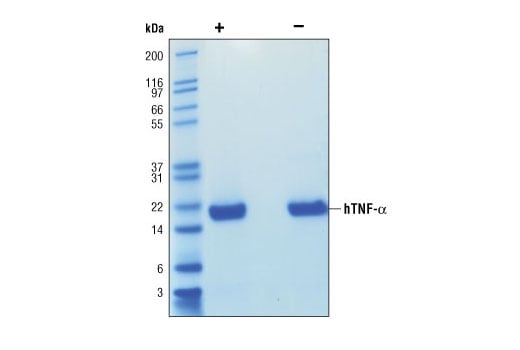 Human Tumor Necrosis Factor-α (hTNF-α): Image 1