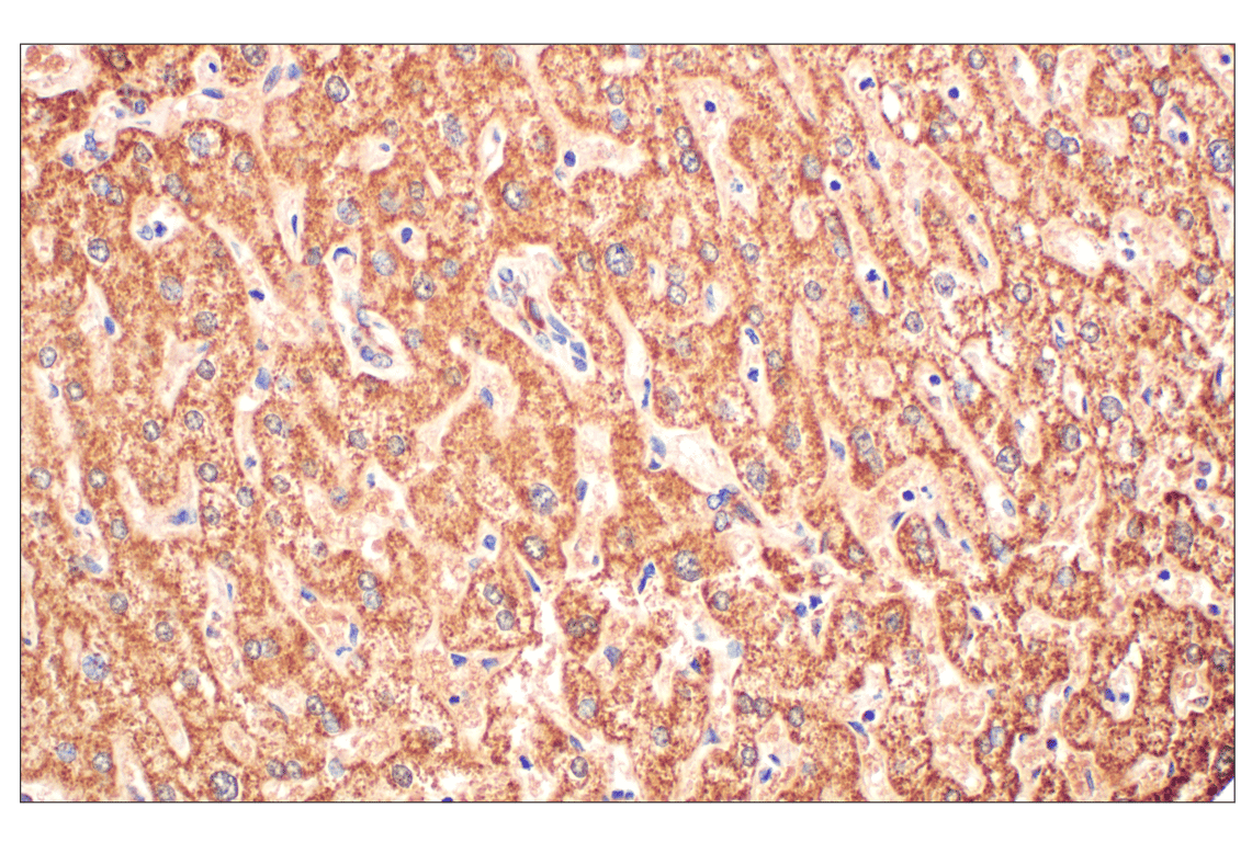 Immunohistochemistry Image 3: Fumarase (D9C5) Rabbit mAb