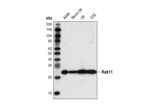 Western Blotting Image 1: Rab11 (D4F5) XP<sup>®</sup> Rabbit mAb