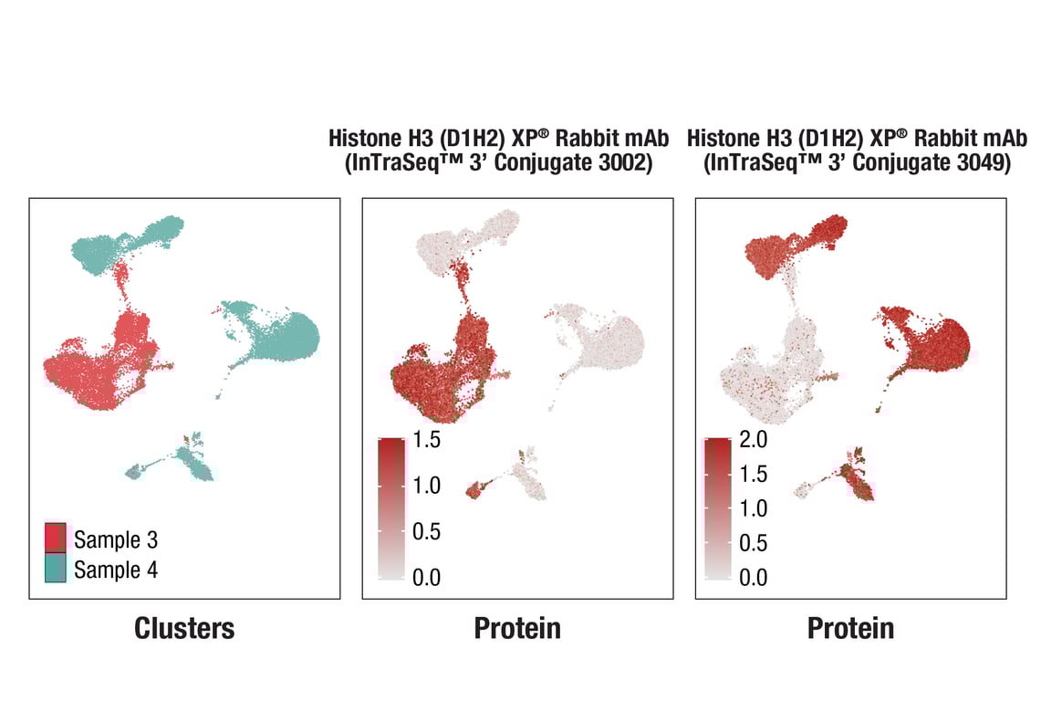 SCA Image 1: Histone H3 (D1H2) XP® Rabbit mAb (InTraSeq™ 3' Conjugate 3049)