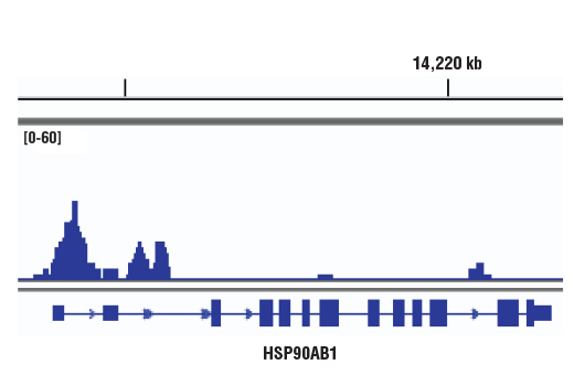 Chromatin Immunoprecipitation Image 1: BCL6 (D4I2V) XP<sup>®</sup> Rabbit mAb