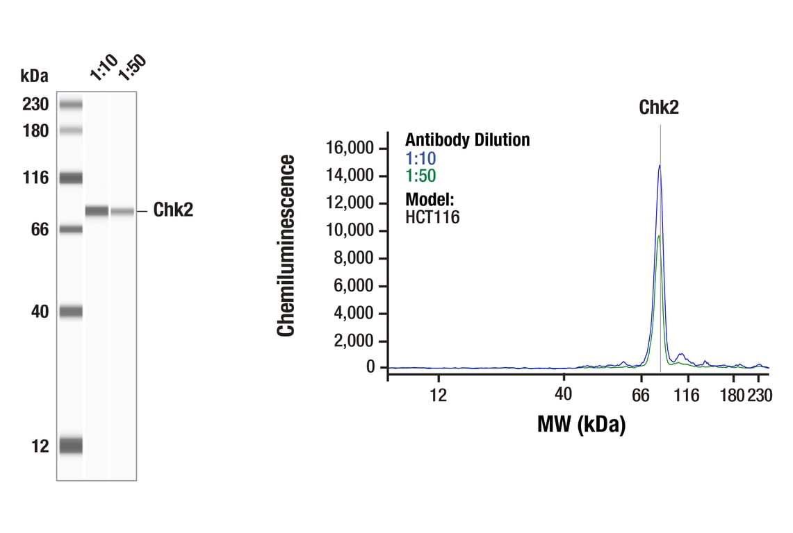 undefined Image 11: PhosphoPlus<sup>®</sup> Chk2 (Thr68) Antibody Duet