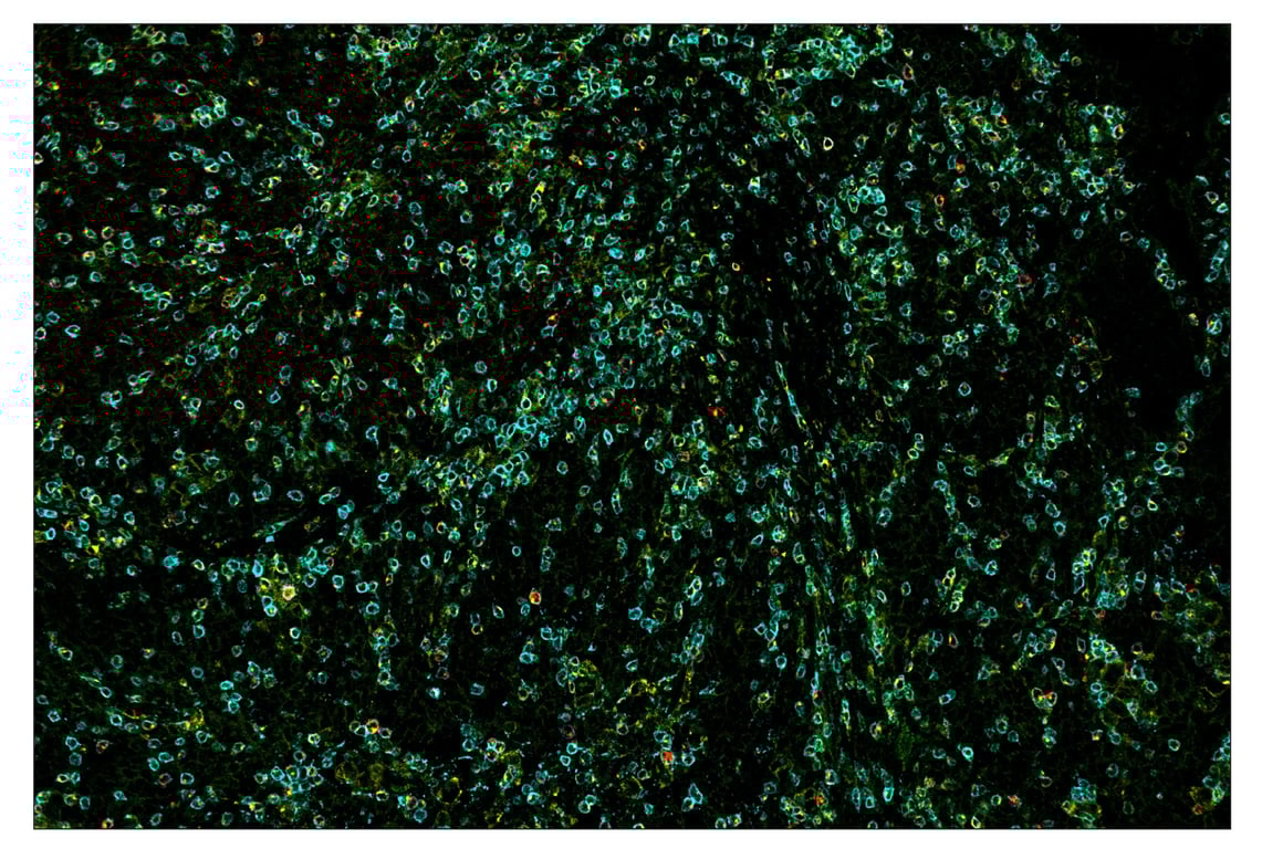 Immunohistochemistry Image 7: CD3ε (D7A6E<sup>™</sup>) & CO-0001-647 SignalStar<sup>™</sup> Oligo-Antibody Pair