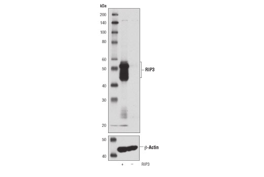 Western Blotting Image 3: RIP3 (D8J3L) Rabbit mAb