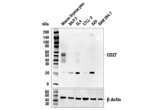 Western Blotting Image 1: CD27 (E5E7H) Rabbit mAb