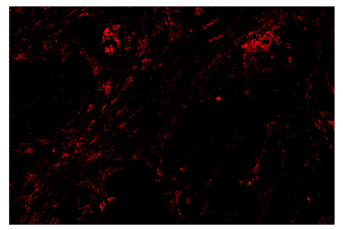 Immunohistochemistry Image 4: CD86 (E2G8P) & CO-0038-750 SignalStar<sup>™</sup> Oligo-Antibody Pair