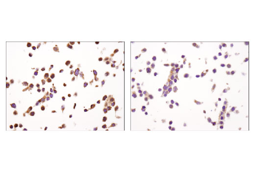 Immunohistochemistry Image 2: XIAP (D2Z8W) Rabbit mAb