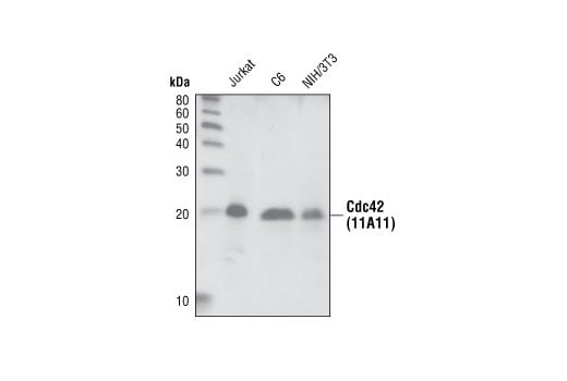 Western Blotting Image 1: Cdc42 (11A11) Rabbit mAb