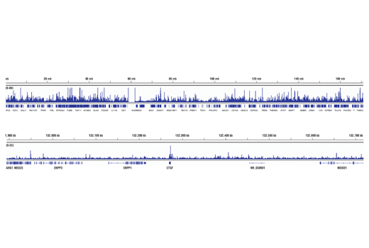 Chromatin Immunoprecipitation Image 2: YAP (D8H1X) XP<sup>®</sup> Rabbit mAb