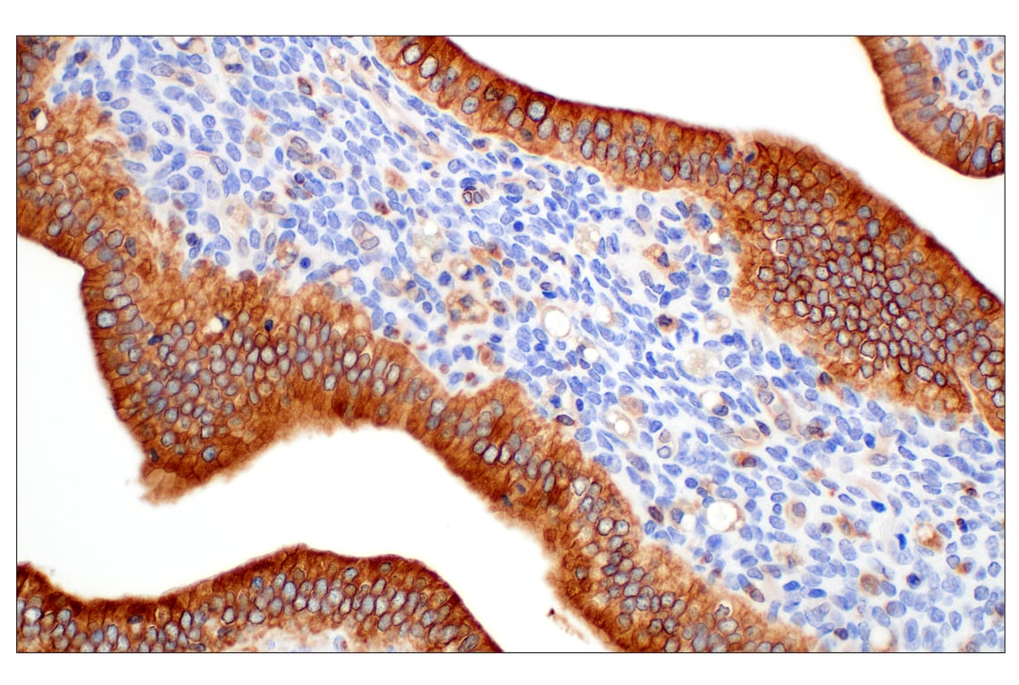 Immunohistochemistry Image 6: STING (D2P2F) Rabbit mAb