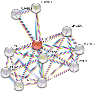 B Actin Antibody Cell Signaling Technology