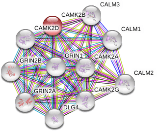 Phospho-CaMKII (Thr286) (D21E4) Rabbit mAb | Cell Signaling Technology