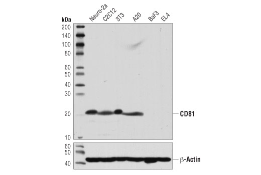  Image 1: Mouse Reactive Exosome Marker Antibody Sampler Kit