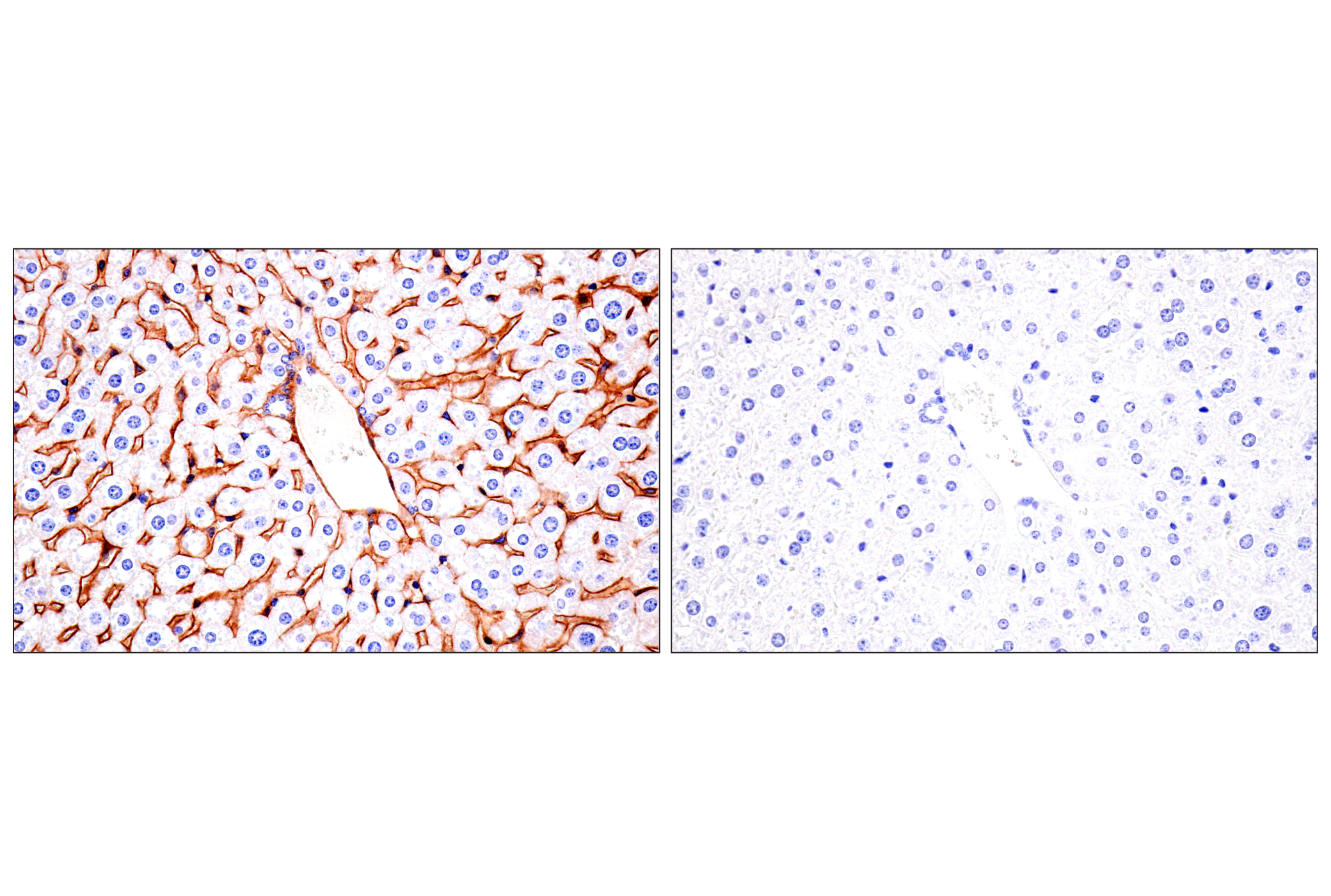  Image 38: Mouse Reactive Exosome Marker Antibody Sampler Kit