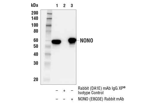 Immunoprecipitation Image 1: NONO (E8Q3E) Rabbit mAb
