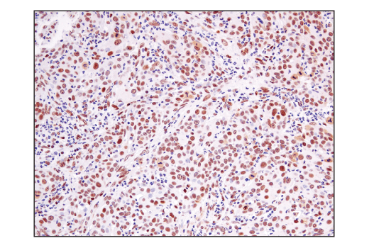 Immunohistochemistry Image 6: Ape1 (E5Y2C) Rabbit mAb
