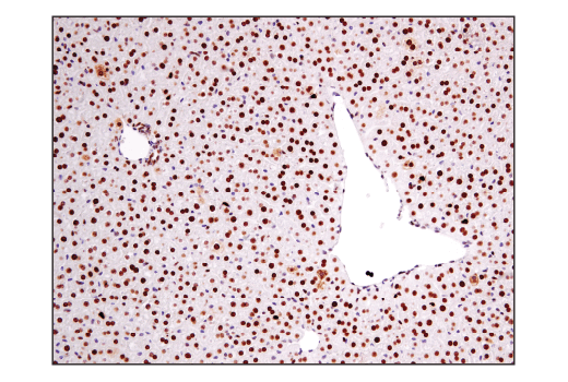 Immunohistochemistry Image 7: Ape1 (E5Y2C) Rabbit mAb