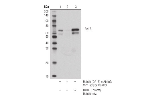  Image 15: NF-κB Family Antibody Sampler Kit II